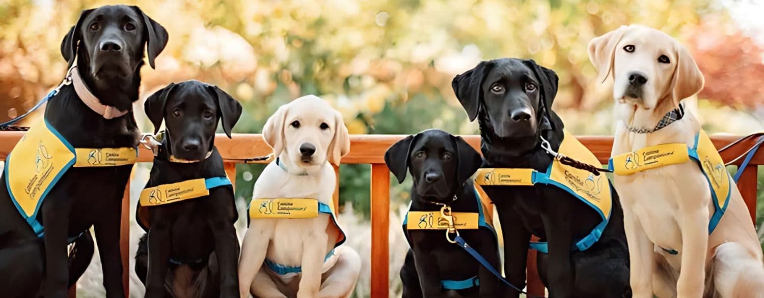 Dogs4Vets event poster