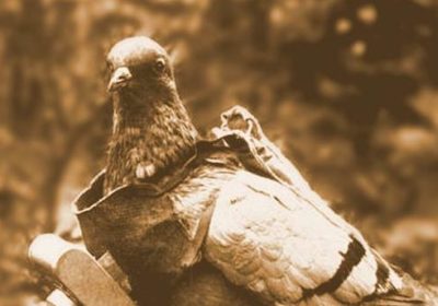 German Avian Intelligence - Pigeons started to go high-tech in WWI