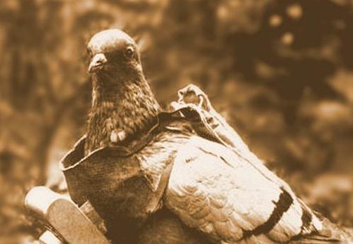 German Avian Intelligence - Pigeons started to go high-tech in WWI
